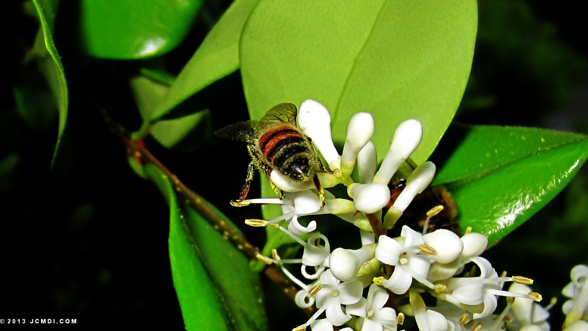 Honeybees on white flowers 